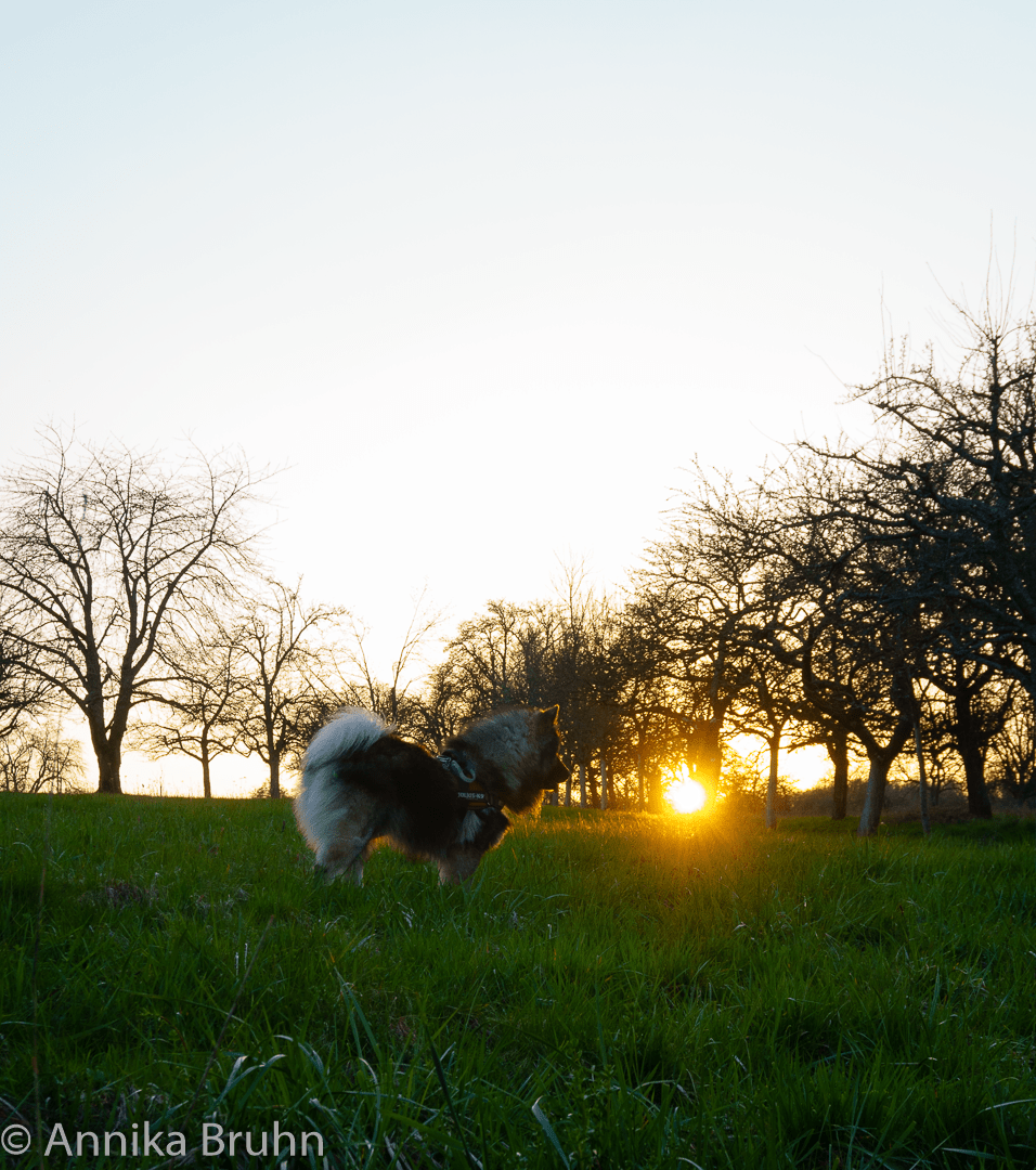 Q jagt der Sonnen hinterher